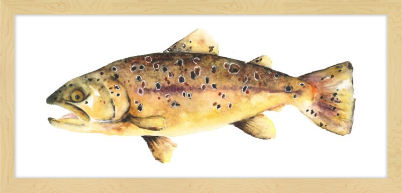 Brown the Trout