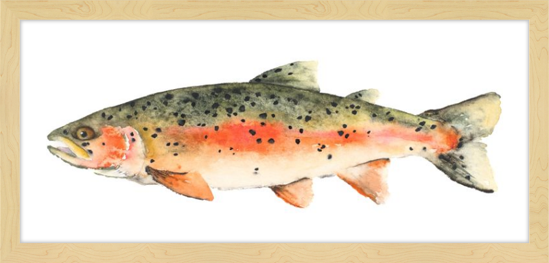 Brook the Trout