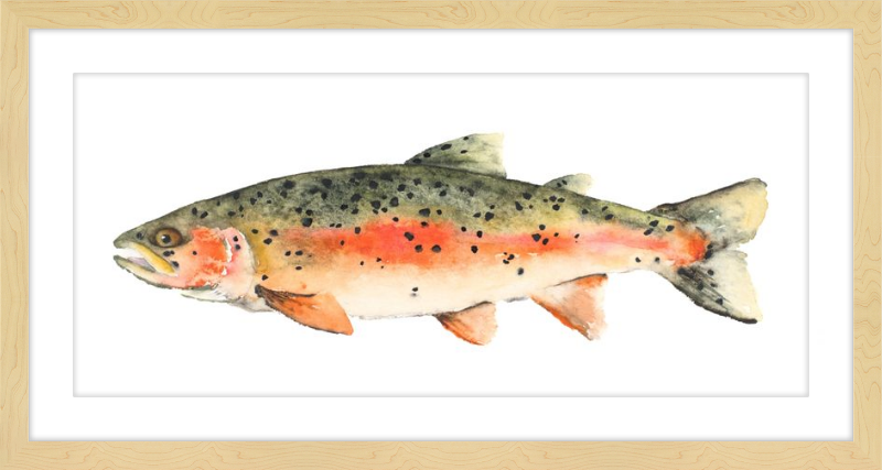 Brook the Trout