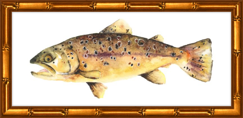 Brown the Trout