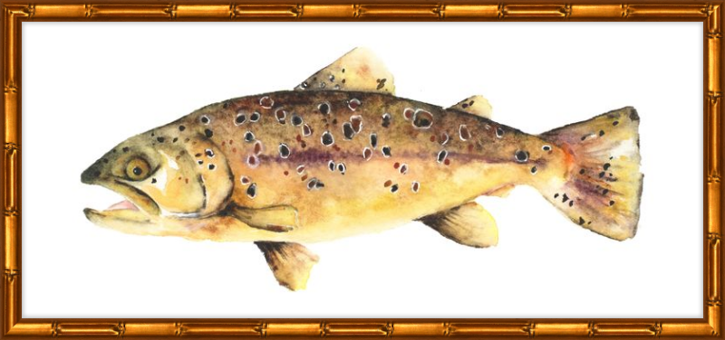 Brown the Trout