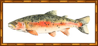 Brook the Trout