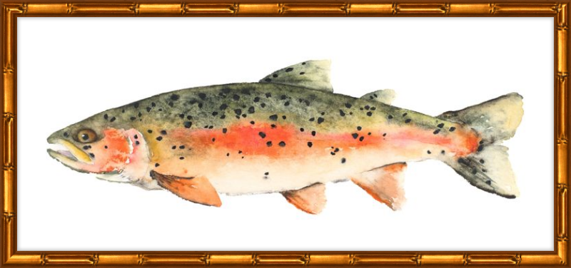 Brook the Trout