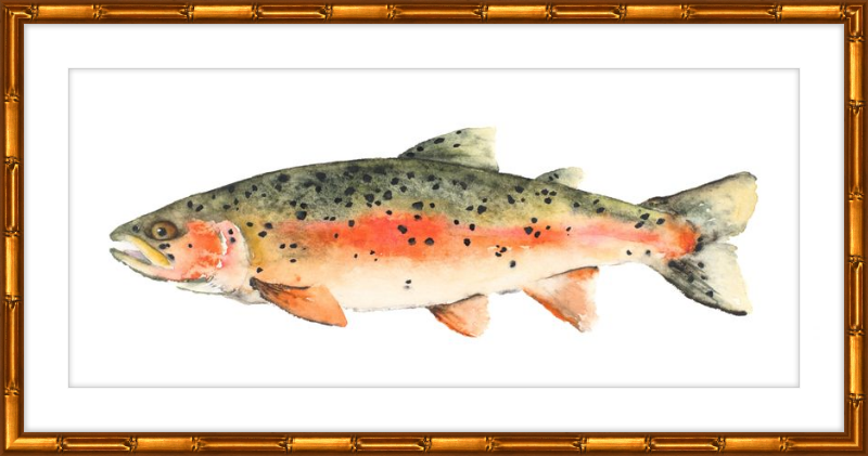 Brook the Trout