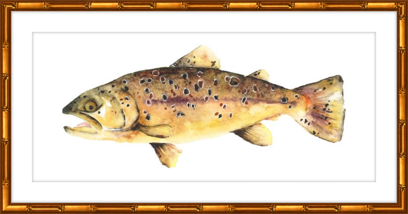 Brown the Trout