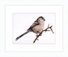 Laura the Long Tailed Tit