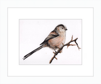 Laura the Long Tailed Tit