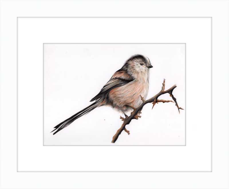 Laura the Long Tailed Tit