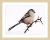 Laura the Long Tailed Tit