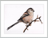 Laura the Long Tailed Tit