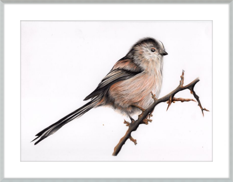 Laura the Long Tailed Tit