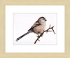 Laura the Long Tailed Tit