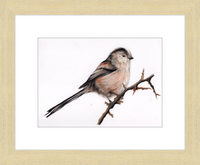 Laura the Long Tailed Tit