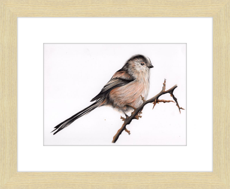 Laura the Long Tailed Tit