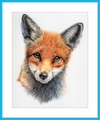 Michael the Red Fox