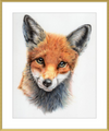 Michael the Red Fox