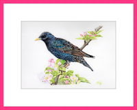 Starling in Blossom