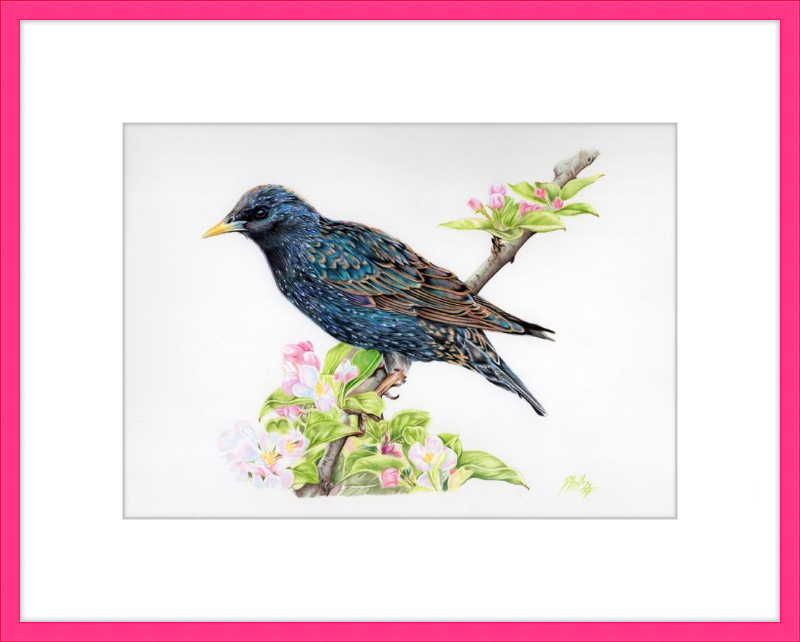 Starling in Blossom