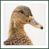 Jemima the Mallard