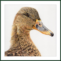 Jemima the Mallard