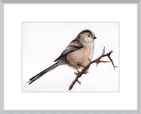 Laura the Long Tailed Tit