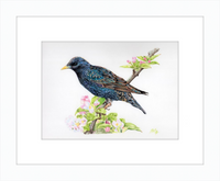 Starling in Blossom