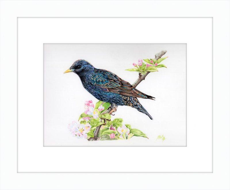 Starling in Blossom