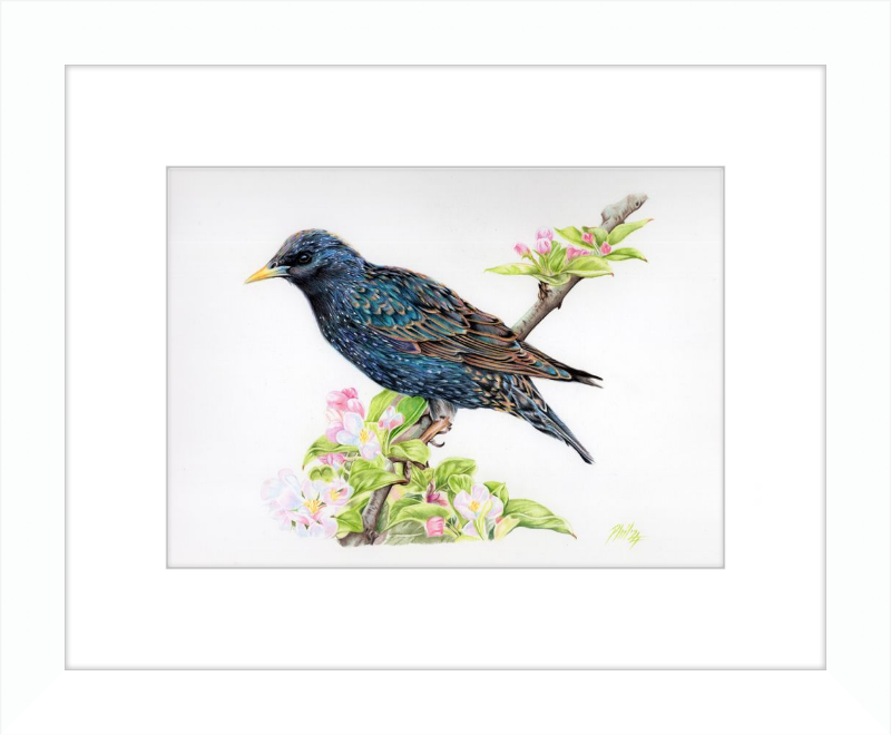 Starling in Blossom