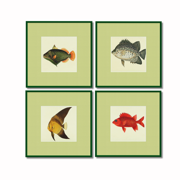 Framed Fishes Found on the Coast of Ceylon (Set of 4)