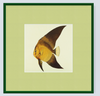 Framed Fishes Found on the Coast of Ceylon (Set of 4)