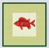 Framed Fishes Found on the Coast of Ceylon (Set of 4)
