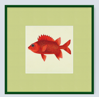 Framed Fishes Found on the Coast of Ceylon (Set of 4)