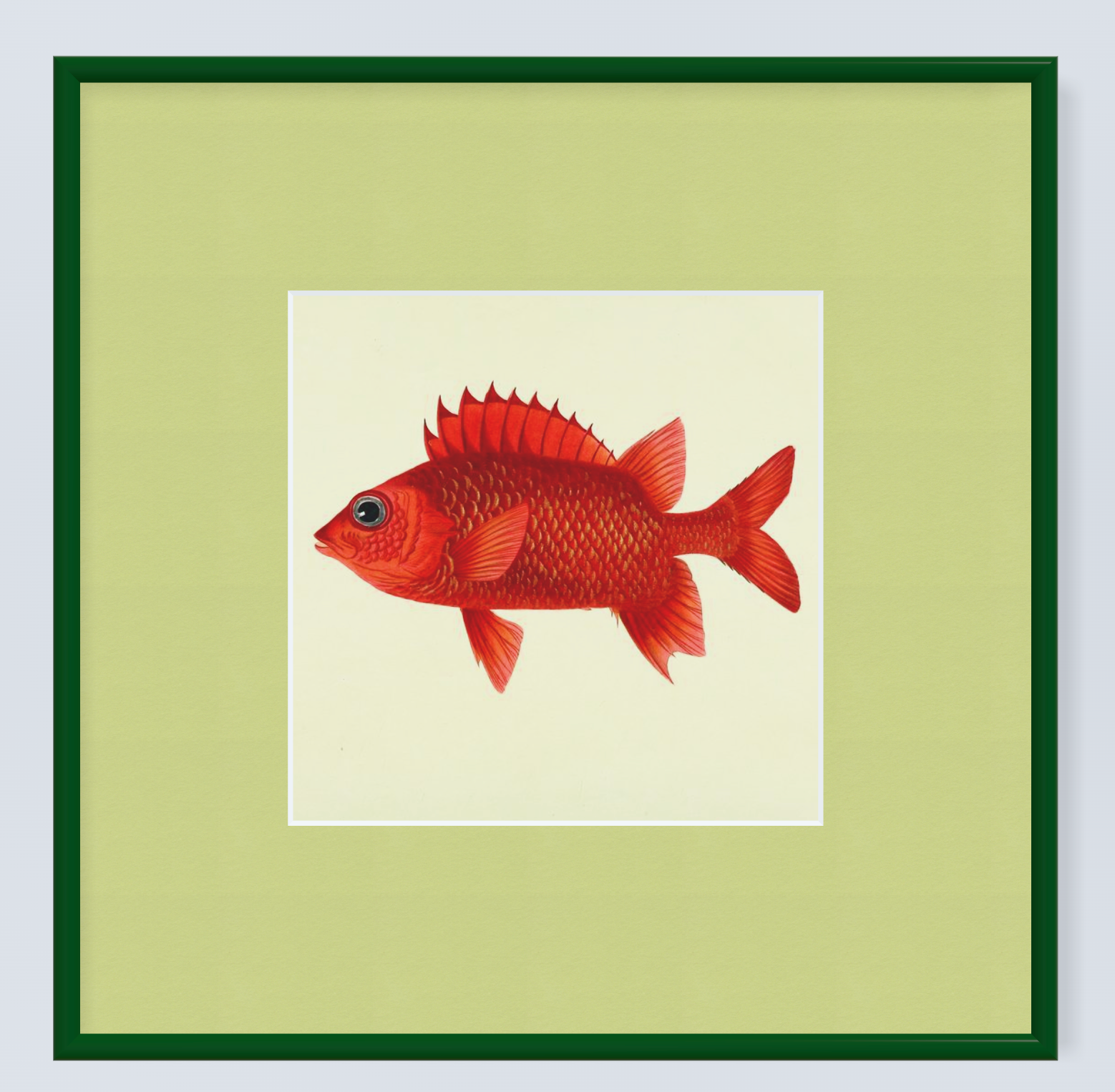 Framed Fishes Found on the Coast of Ceylon (Set of 4)