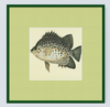 Framed Fishes Found on the Coast of Ceylon (Set of 4)