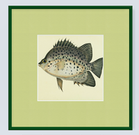 Framed Fishes Found on the Coast of Ceylon (Set of 4)
