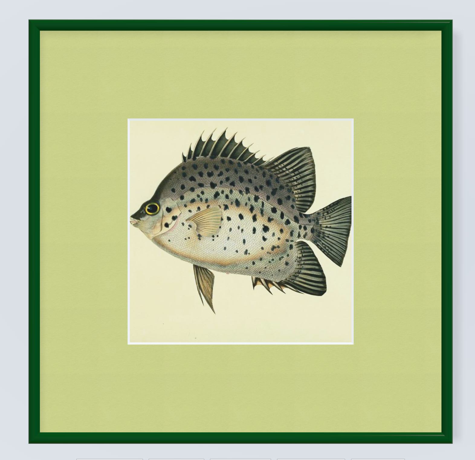 Framed Fishes Found on the Coast of Ceylon (Set of 4)