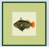 Framed Fishes Found on the Coast of Ceylon (Set of 4)