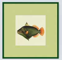 Framed Fishes Found on the Coast of Ceylon (Set of 4)