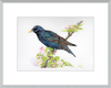Starling in Blossom