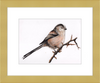 Laura the Long Tailed Tit