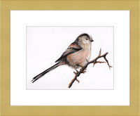 Laura the Long Tailed Tit