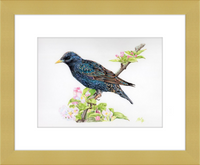 Starling in Blossom