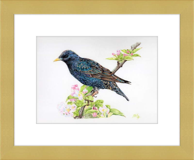 Starling in Blossom