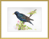 Starling in Blossom