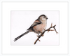 Laura the Long Tailed Tit