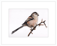 Laura the Long Tailed Tit