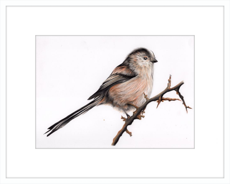 Laura the Long Tailed Tit