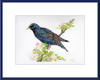 Starling in Blossom