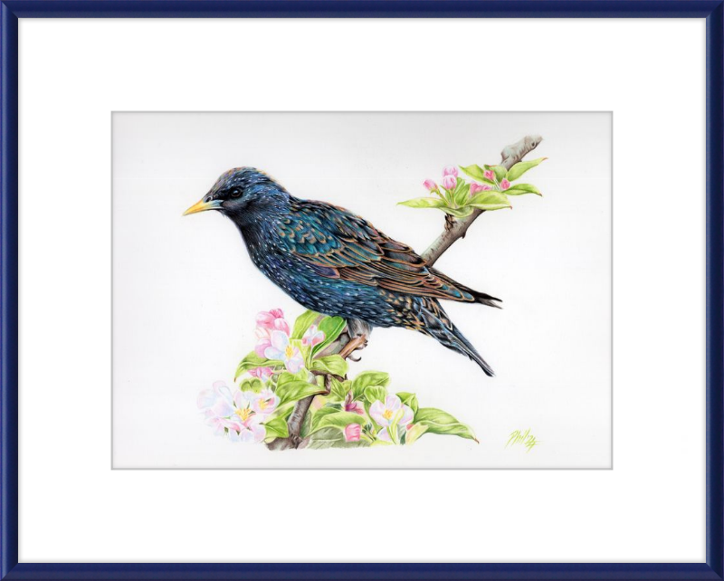 Starling in Blossom