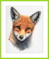 Michael the Red Fox
